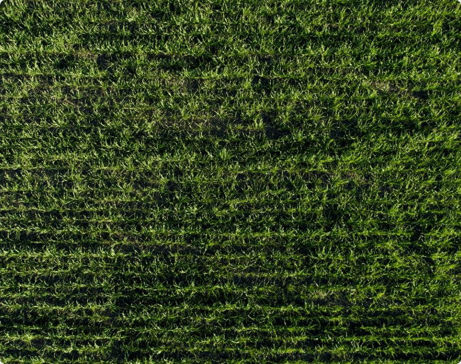 Image for Using Drones to Map Out and Locate Livestock on Large, Rough Terrain Pastures